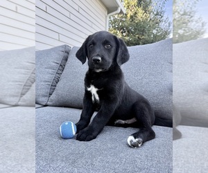 Labrador Retriever Puppy for sale in GREENFIELD, IN, USA