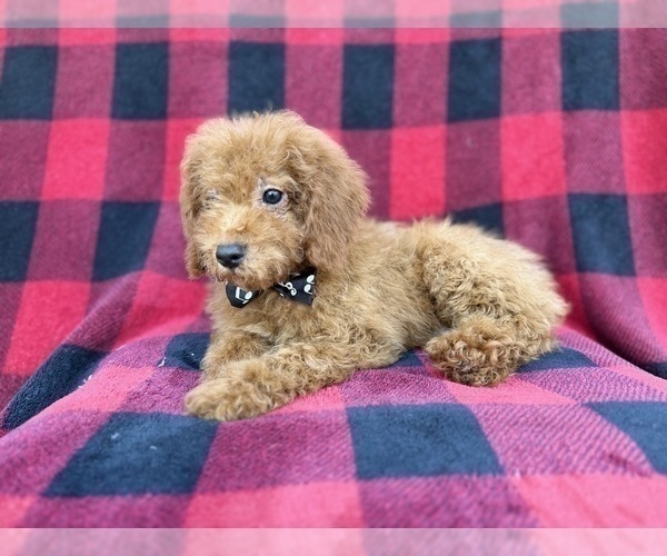 Medium Photo #4 Cock-A-Poo Puppy For Sale in LAKELAND, FL, USA