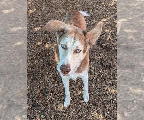 Medium Photo #2 Gerberian Shepsky Puppy For Sale in Plano, TX, USA
