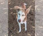 Small #1 Gerberian Shepsky