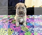 Holiday Garland - Female German Shepherd Dog Puppy for Sale - Photo #2