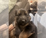 Puppy Light Grey F German Shepherd Dog