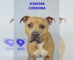 Small #1 American Pit Bull Terrier