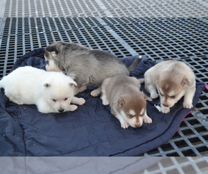 Alaskan Klee Kai Puppy for sale in GREENWOOD, WI, USA