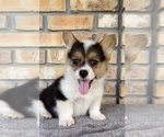 Puppy 4 Pembroke Welsh Corgi