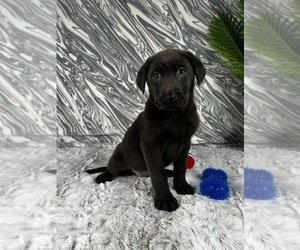 Labrador Retriever Puppy for sale in GREENWOOD, IN, USA