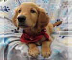 Small #3 Golden Retriever