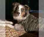 Small Photo #4 Australian Shepherd Puppy For Sale in SPARTANBURG, SC, USA