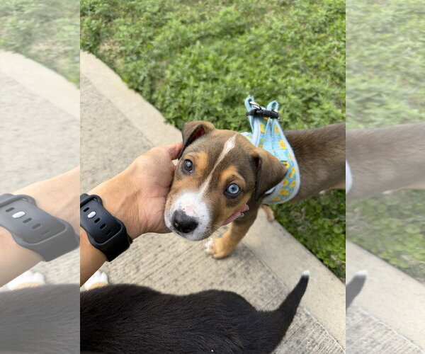 Medium Photo #1 Labrador Retriever-Unknown Mix Puppy For Sale in The Woodlands, TX, USA