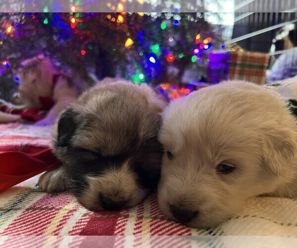 Medium Photo #5 Anatolian Pyrenees Puppy For Sale in CULDESAC, ID, USA