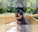 Small #5 Rottweiler