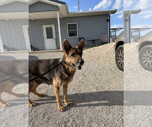 German Shepherd Dog Dogs for adoption in Evansville, IN, USA