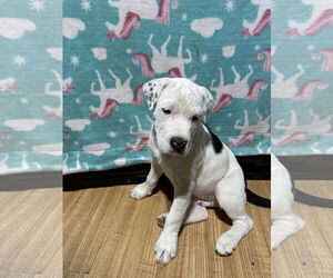 American Staffordshire Terrier-Unknown Mix Dogs for adoption in Ball Ground, GA, USA