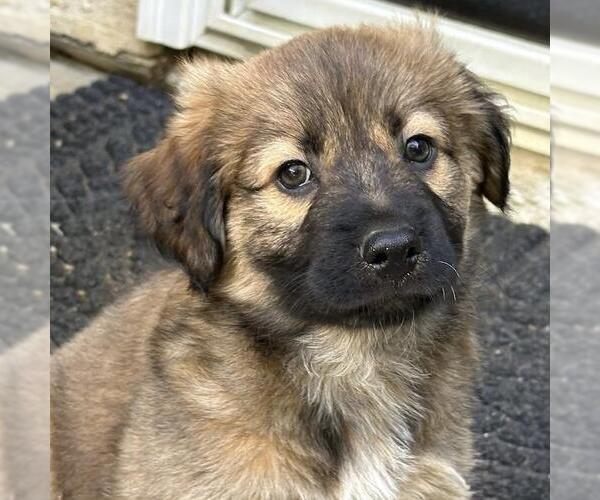 Medium Photo #2 Labrador Retriever-Unknown Mix Puppy For Sale in San Diego, CA, USA