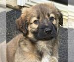 Small #1 Labrador Retriever Mix