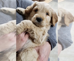 Goldendoodle Puppy for sale in DRY RIDGE, KY, USA