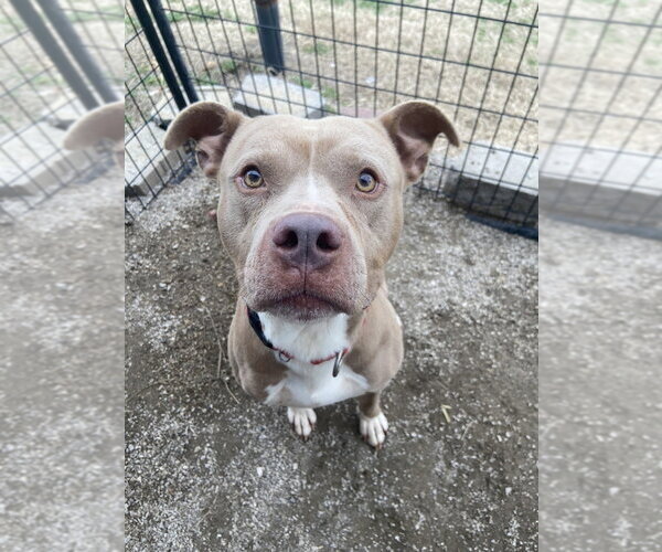 Medium Photo #8 Mutt Puppy For Sale in Evansville, IN, USA