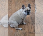Small Photo #1 French Bulldog Puppy For Sale in NEWPORT NEWS, VA, USA