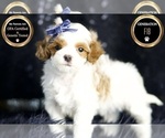 Puppy Rio F1B Maltipoo