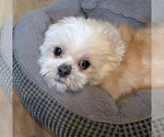 Small Photo #4 Shih Tzu Puppy For Sale in Southbury, CT, USA