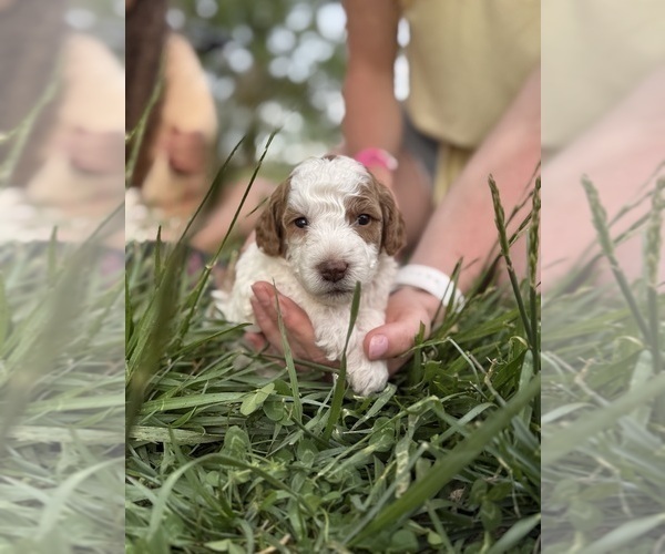Medium Photo #75 Goldendoodle (Miniature) Puppy For Sale in FREDERICA, DE, USA
