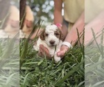 Small Photo #75 Goldendoodle (Miniature) Puppy For Sale in FREDERICA, DE, USA