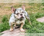 Small #7 French Bulldog