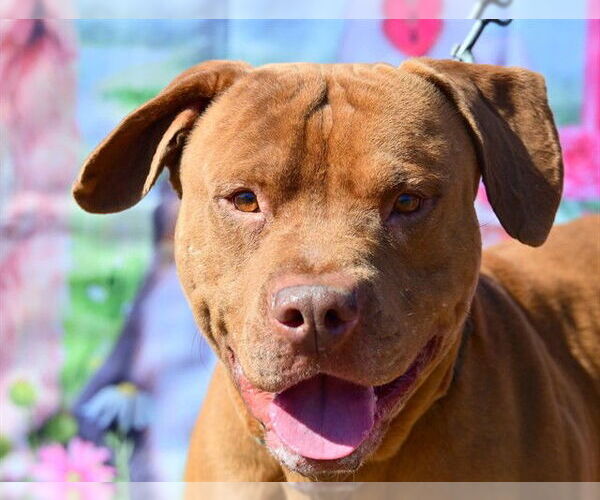 Medium Photo #2 American Staffordshire Terrier Puppy For Sale in Ocala, FL, USA