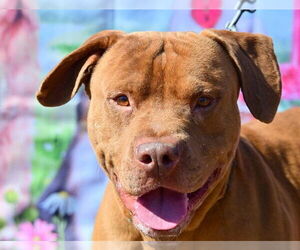 PANCAKE - Male American Staffordshire Terrier Dog for Adoption - Photo #2