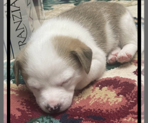 Australian Shepherd-Jack Russell Terrier Mix Puppy for sale in PAWTUCKET, RI, USA