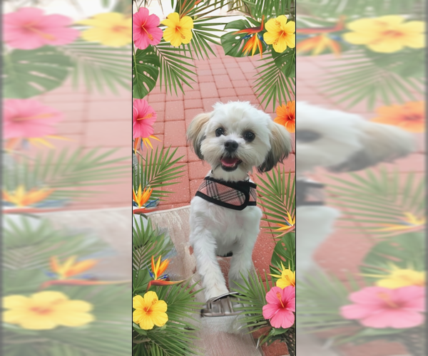 Medium Photo #7 Shih Tzu Puppy For Sale in Weston, FL, USA