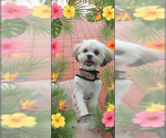 Small #6 Shih Tzu