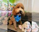Small Photo #1 Goldendoodle Puppy For Sale in CORNING, CA, USA