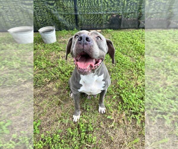 Medium Photo #2 Mutt Puppy For Sale in Abbeville, LA, USA