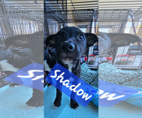 Medium Photo #3 Mutt Puppy For Sale in Brooksville, FL, USA