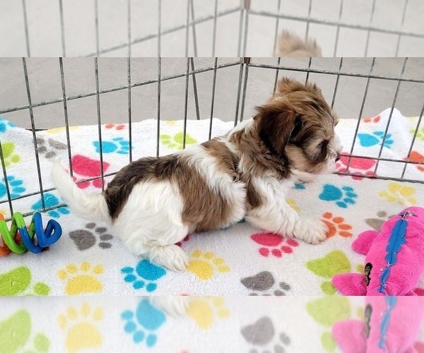 Medium Photo #6 Havashire Puppy For Sale in ORO VALLEY, AZ, USA