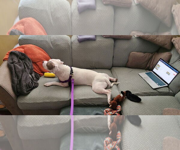 Medium Photo #40 Mutt Puppy For Sale in Philadelphia, PA, USA