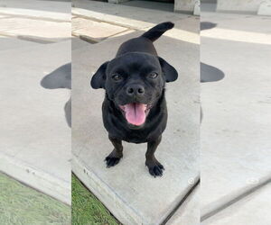Pug-Unknown Mix Dogs for adoption in La Verne, CA, USA