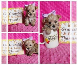 Morkie Puppy for sale in TAYLOR, TX, USA