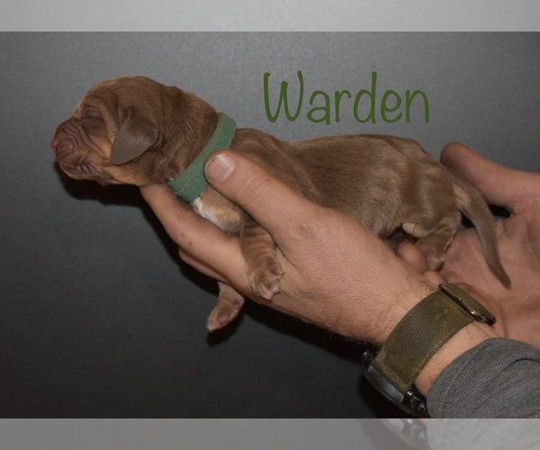 Medium Photo #4 Bloodhound Puppy For Sale in MOUNT AIRY, MD, USA