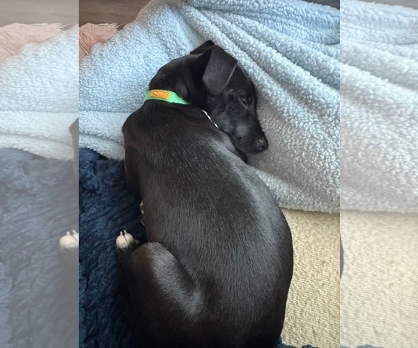 Medium Photo #7 Labrador Retriever-Unknown Mix Puppy For Sale in Holly Springs, NC, USA