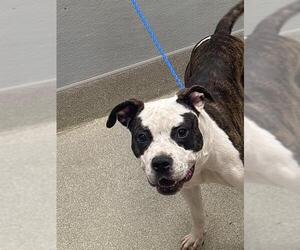 Mutt Dogs for adoption in Las Vegas, NV, USA