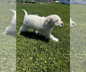Miniature Labradoodle Puppy for sale in QUINCY, MI, USA