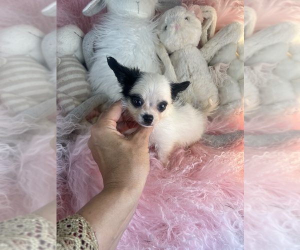 Medium Photo #2 Chihuahua Puppy For Sale in MIAMI, FL, USA