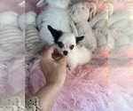 Small #1 Chihuahua