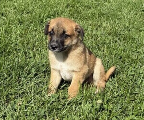 Medium Photo #2 Rat Terrier Puppy For Sale in WITHEE, WI, USA