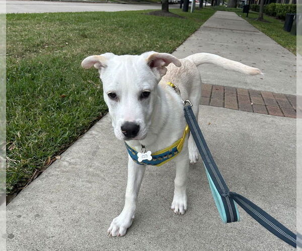 Medium Photo #5 Labrenees Puppy For Sale in Lakewood, CO, USA