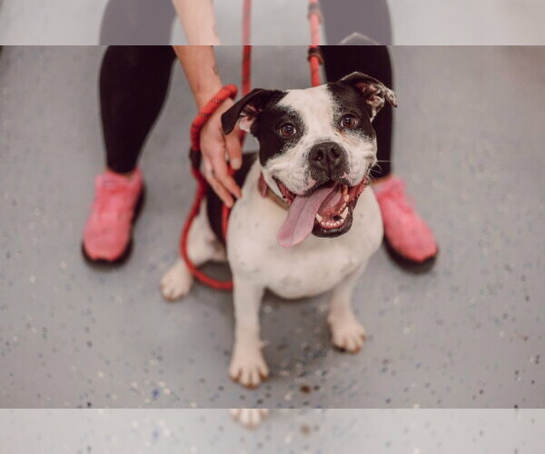 Medium Photo #6 American Bulldog-Unknown Mix Puppy For Sale in Pierceton , IN, USA