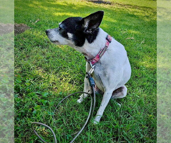 Medium Photo #3 Rat Terrier Puppy For Sale in Atlanta, GA, USA