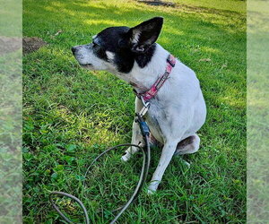 Ellie (MI) - Female Rat Terrier Dog for Adoption - Photo #3